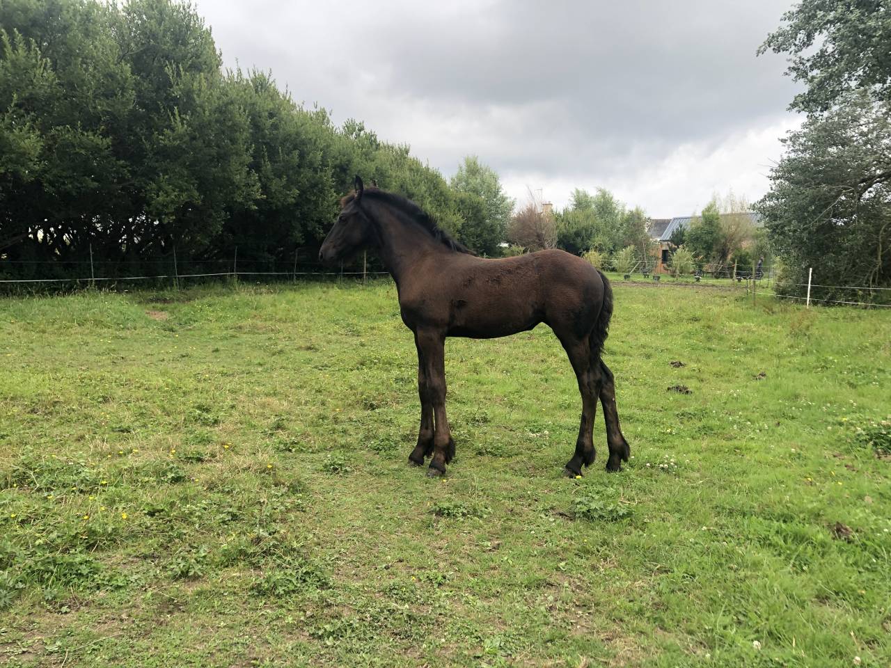 Propriet&agrave; equestre In vendita Finist&egrave;re
