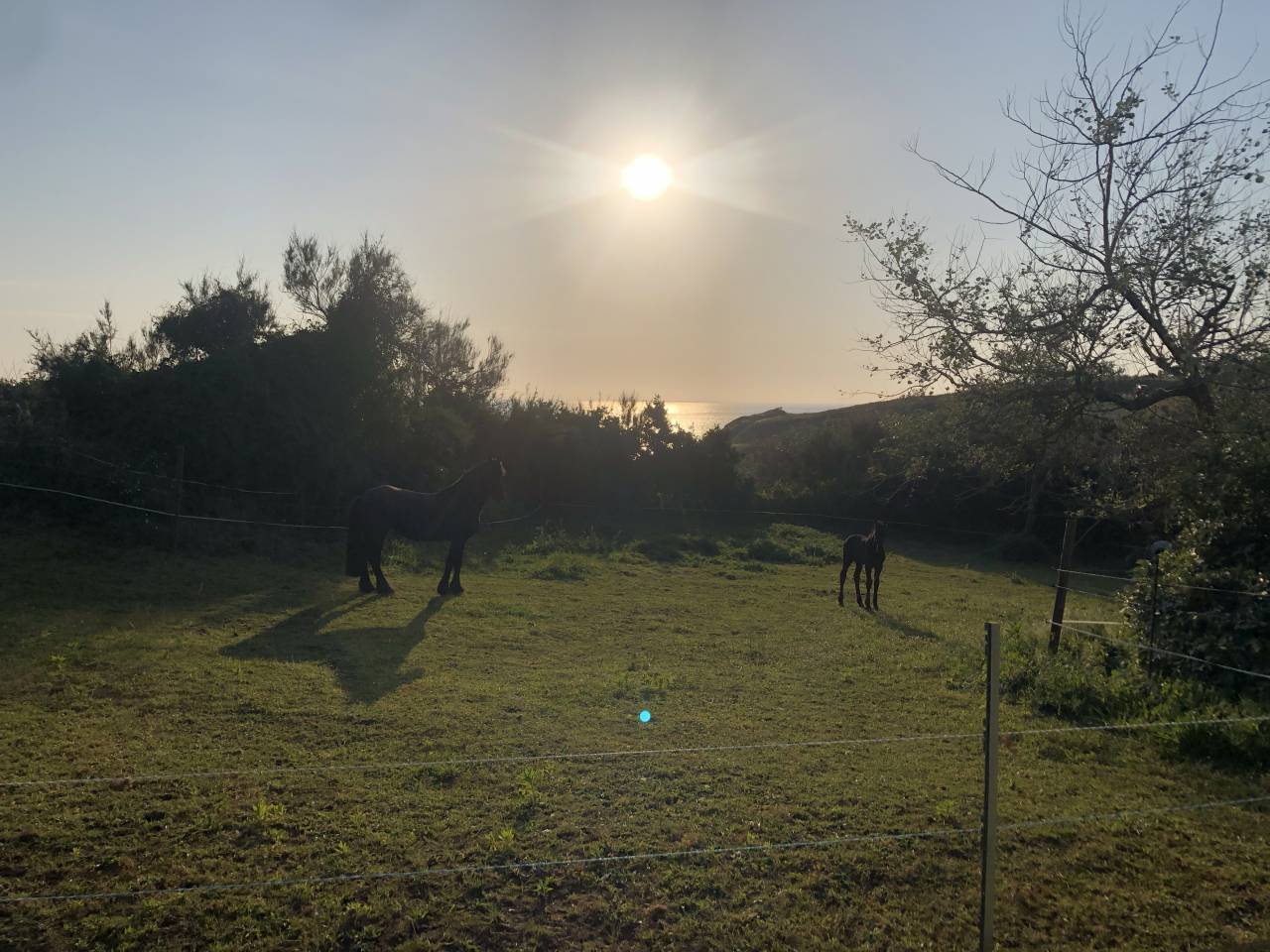 Propriet&agrave; equestre In vendita Finist&egrave;re