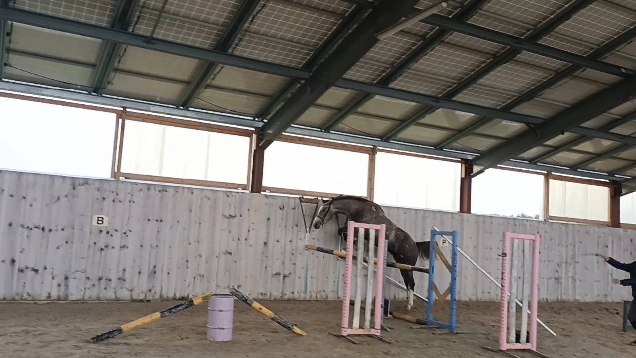 Castrone Sella Francese In vendita 2022 Grigio