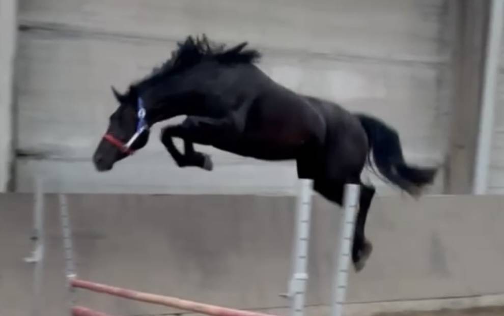 Cavalla KWPN Cavallo da Sport Neerlandese In vendita 2022 Nero