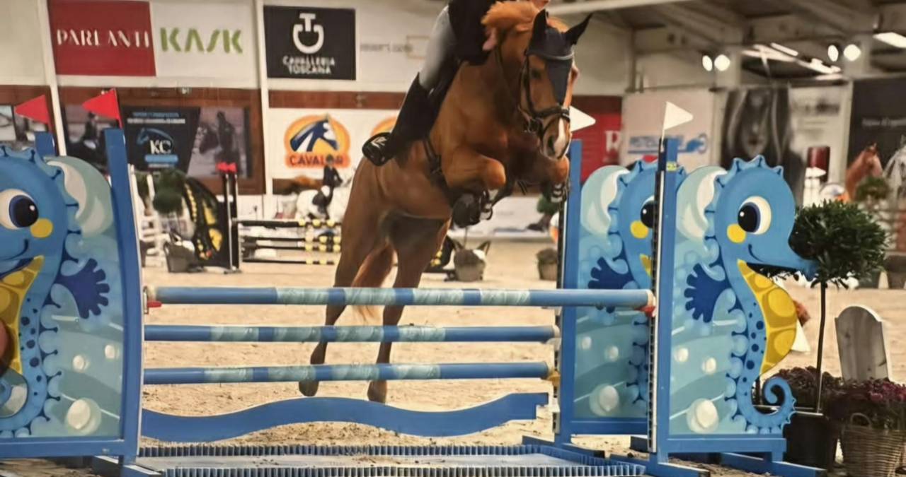 Cavalla sBs Cavallo da Sport Belgio In vendita 2017 Sauro