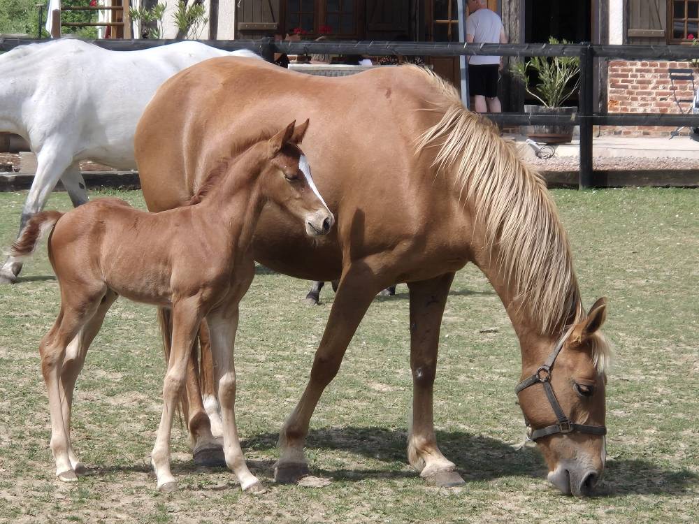 Puledro PFS Pony Francese da Sella In vendita 2025 Sauro ,  Hwen d'O vezauzi&egrave;re