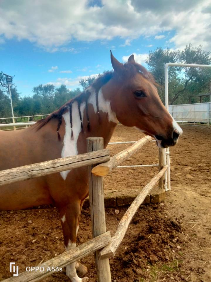 Vendo splendido American Paint horse Castrone
