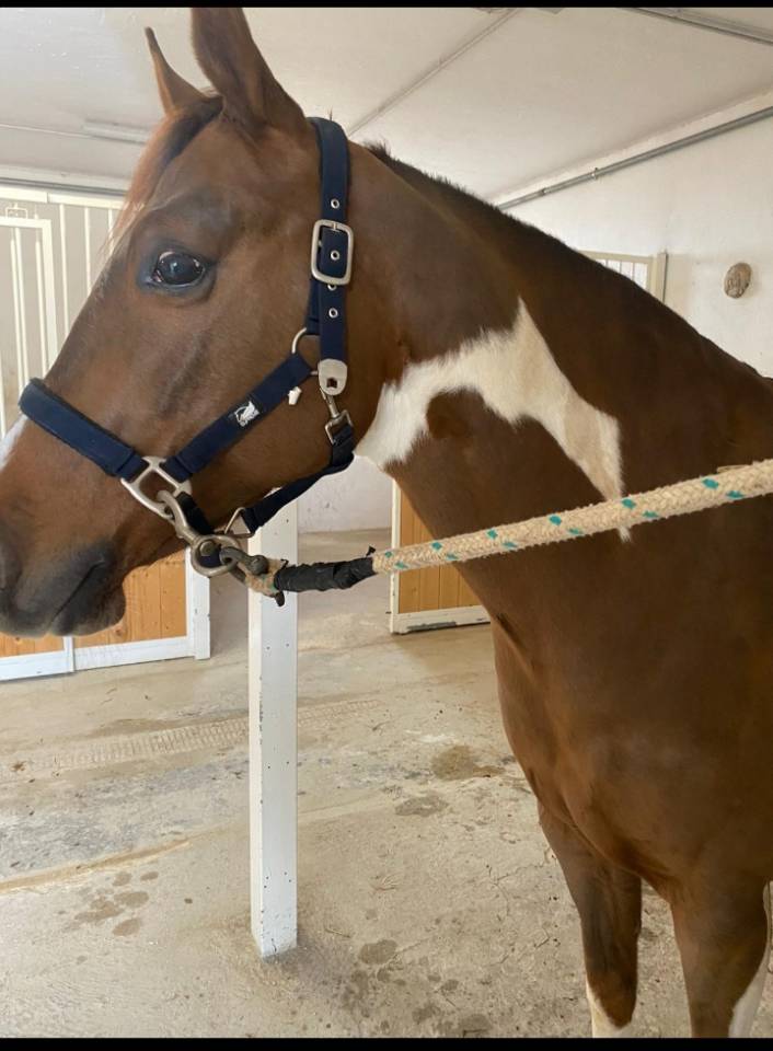 Vendo splendido American Paint horse Castrone