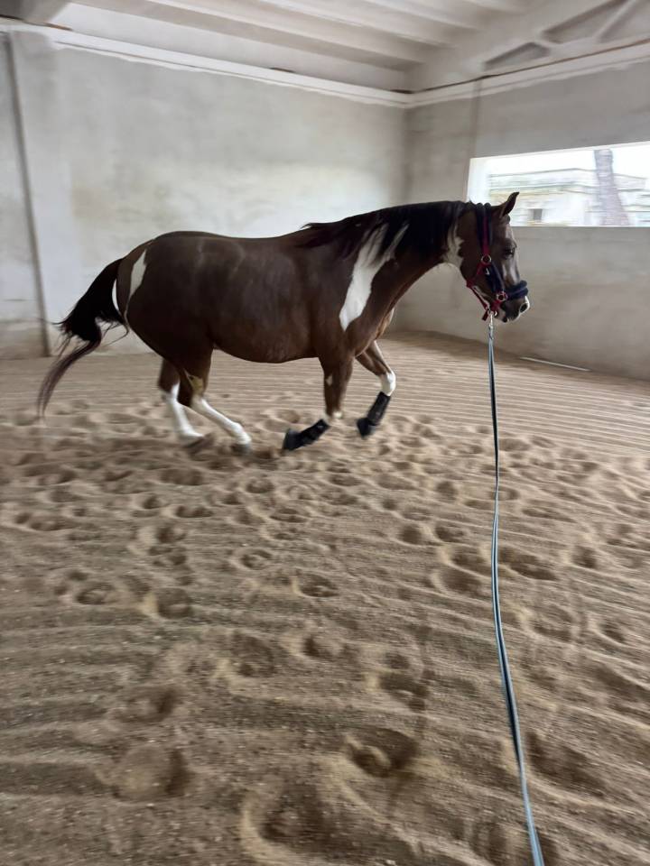 Vendo splendido American Paint horse Castrone