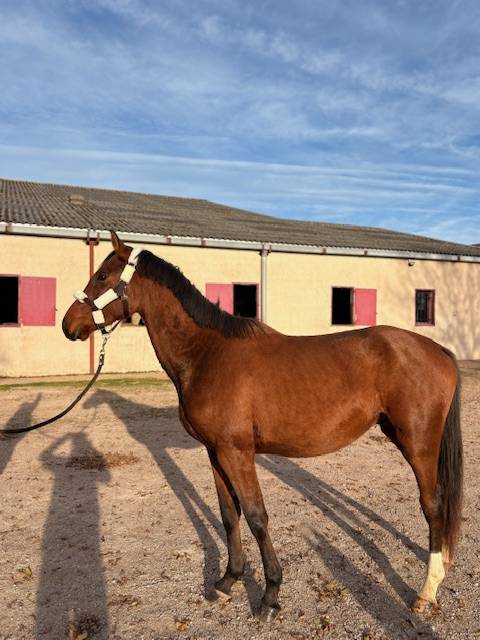 Intero Sella Francese In vendita 2023 Baio ,  CANTURO