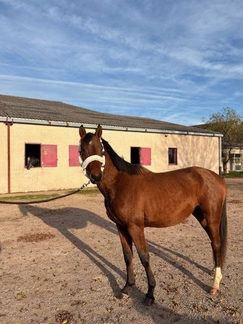 Intero Sella Francese In vendita 2023 Baio ,  CANTURO