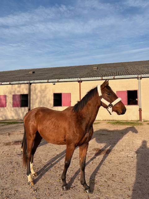 Intero Sella Francese In vendita 2023 Baio ,  CANTURO