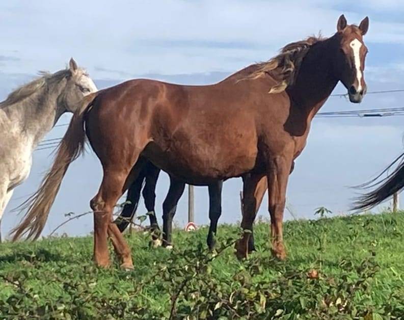 Cavalla Sella Francese In vendita 2012 Sauro ,  TELSTAR DE LA POMME