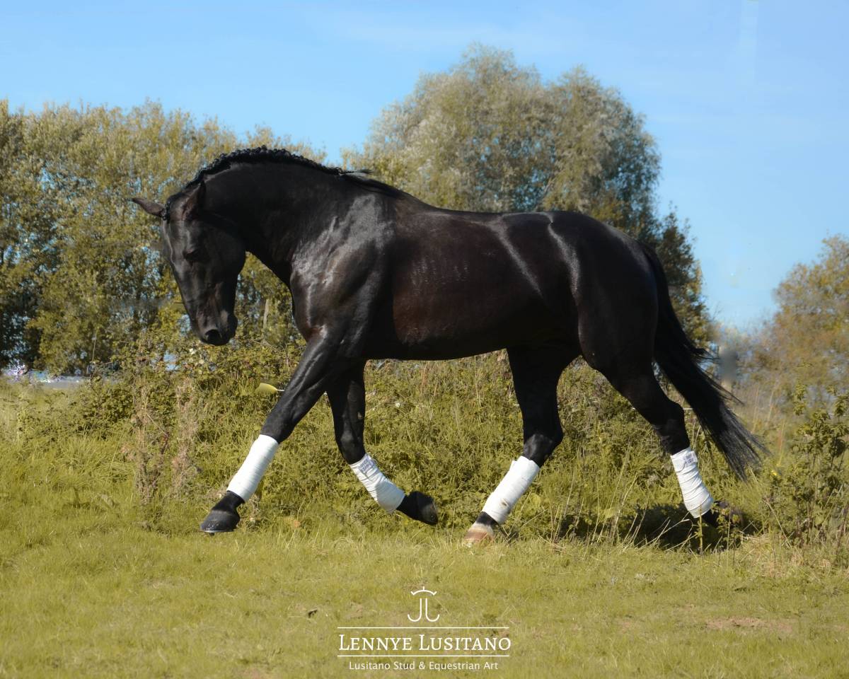 Intero Lusitano In vendita 2017 Nero