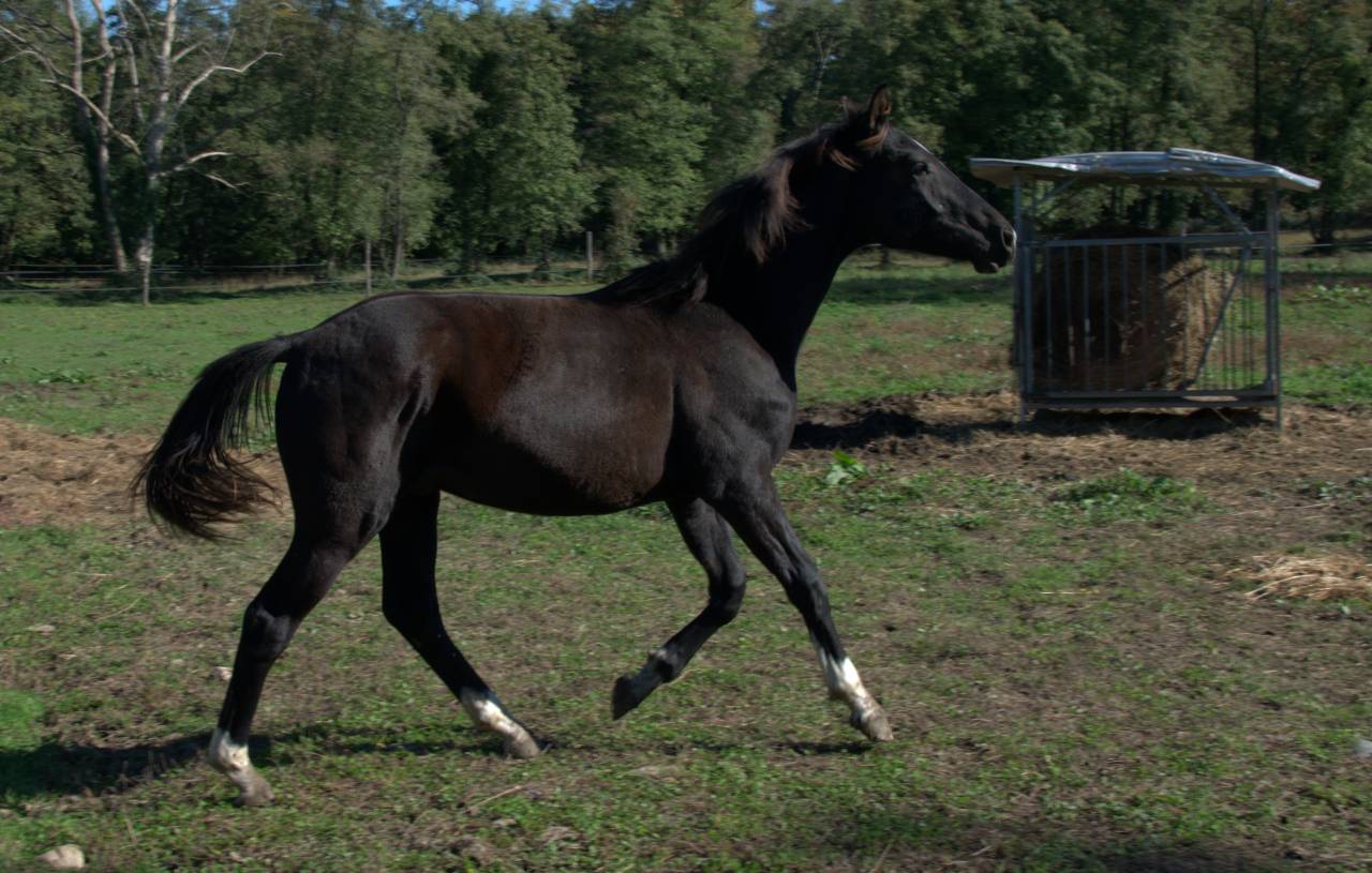 Puledro MASAF del 2024