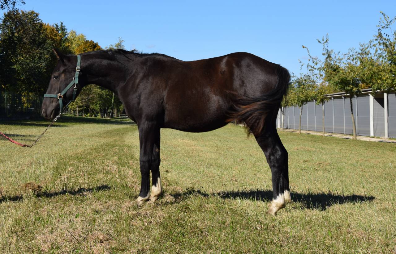 Puledro MASAF del 2024