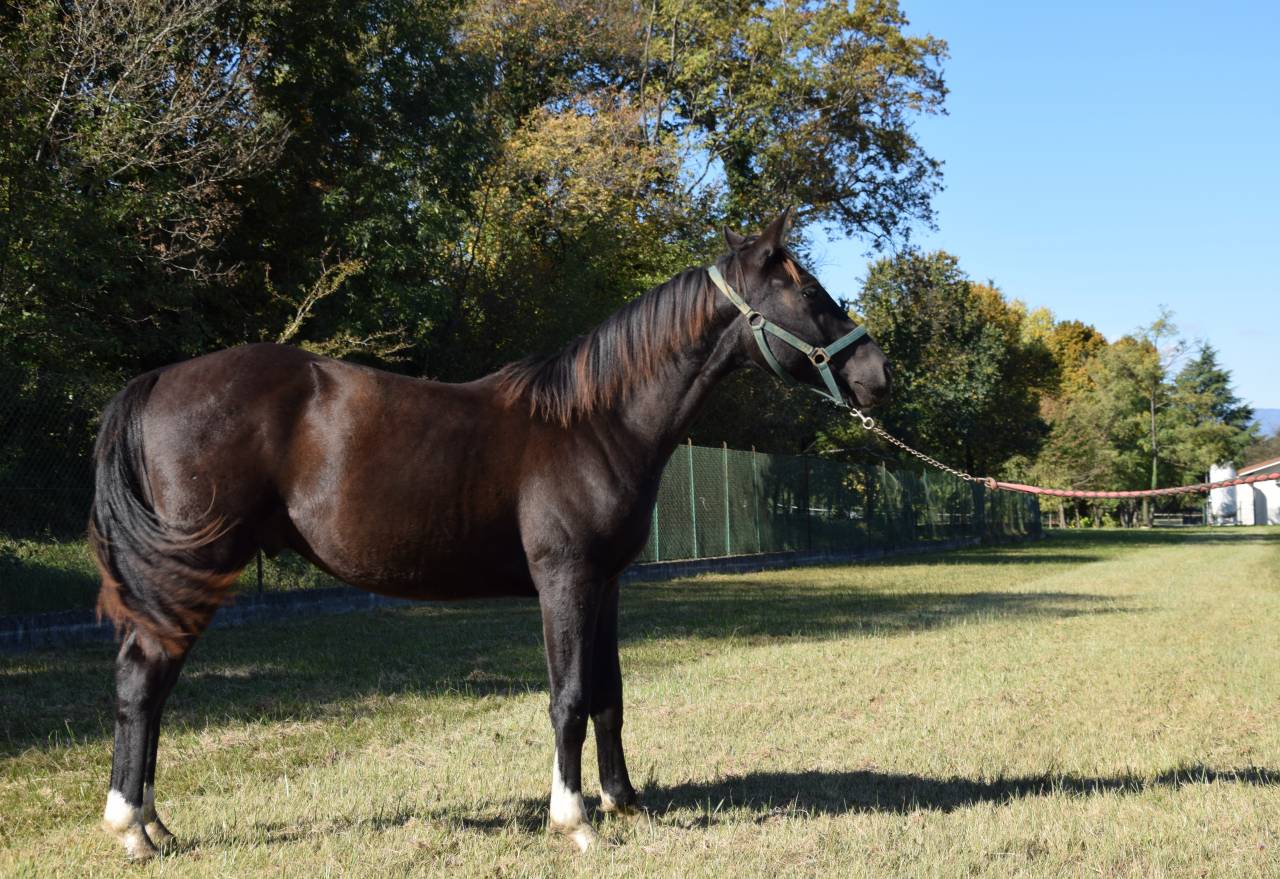 Puledro MASAF del 2024