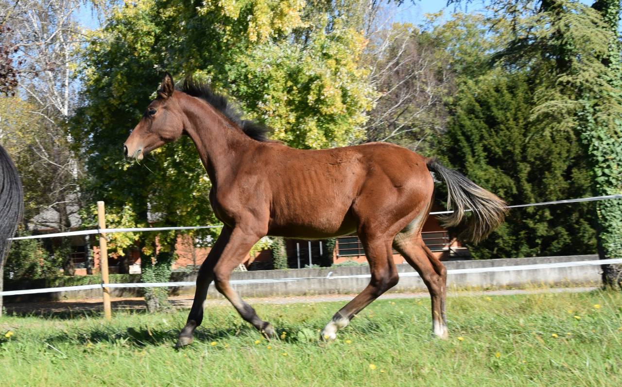 Puledra MASAF del 2025