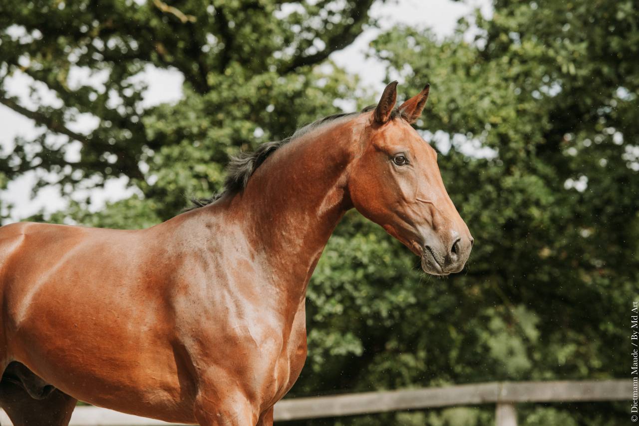 Castrone Altre Razze di Cavalli In vendita 2022 Baio ,  Jovian