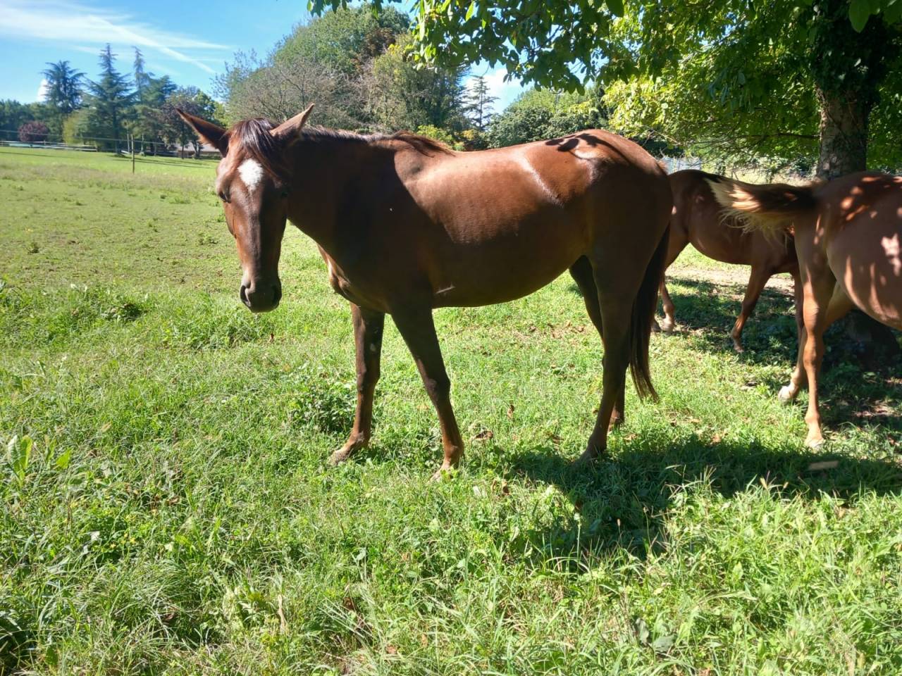 Cavalla trotter del 2023