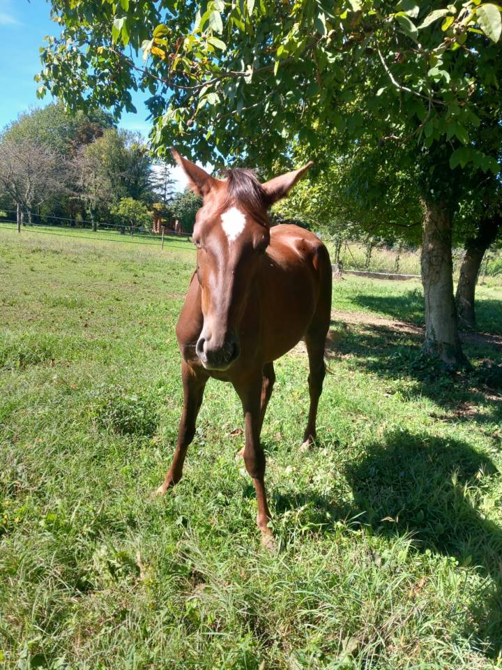 Cavalla trotter del 2023