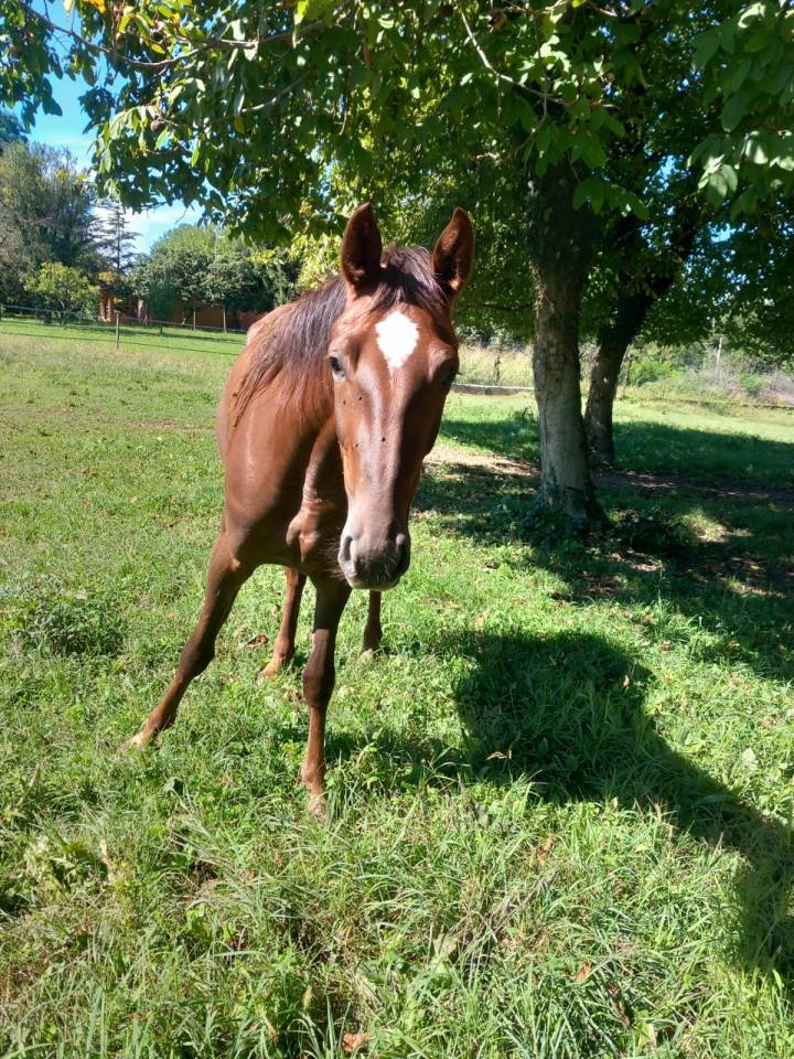 Cavalla trotter del 2023