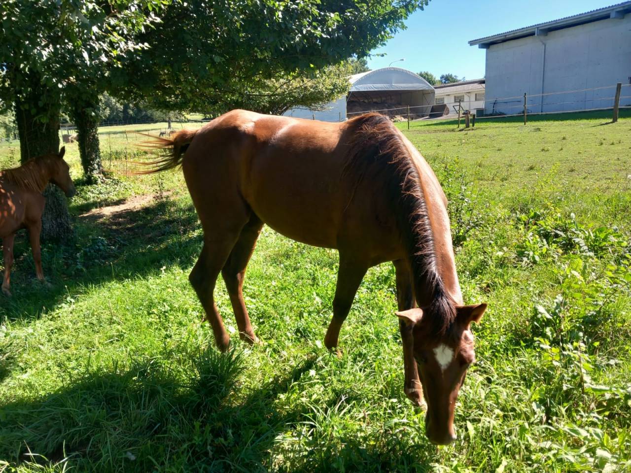 Cavalla trotter del 2023