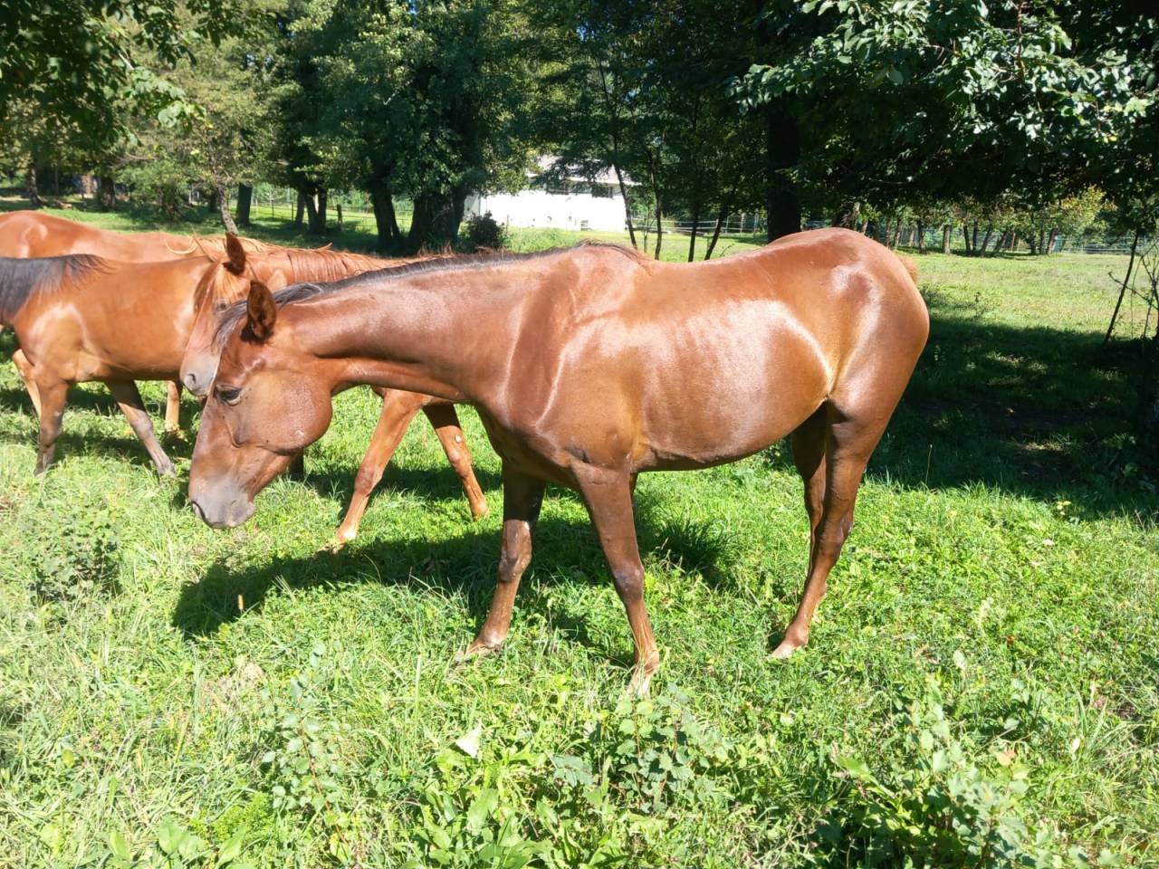 Cavalla trotter del 2023