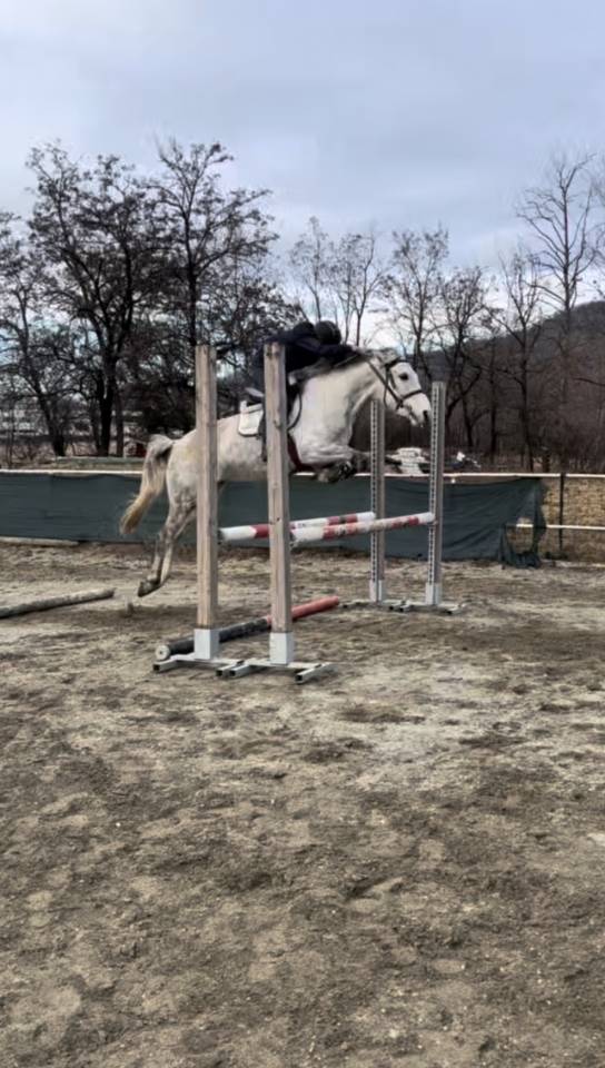 PONY IRLANDESE SALTO OSTACOLI