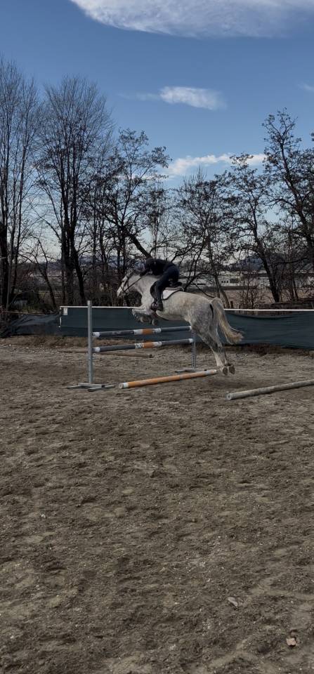 PONY IRLANDESE SALTO OSTACOLI