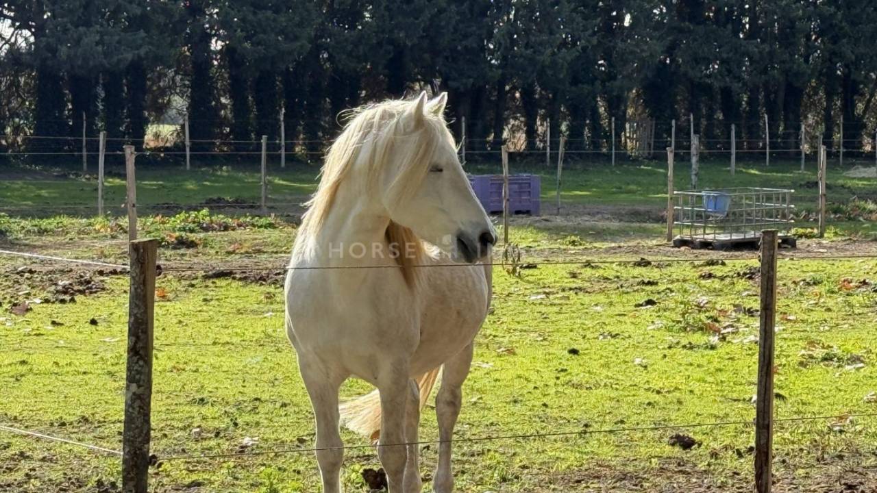 Propriet&agrave; equestre In vendita Gard