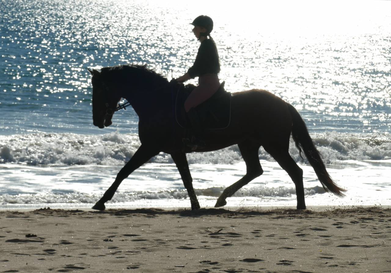 Cavalla PRE Andaluso In vendita 2021 Baio scuro ,  Kefren Cen