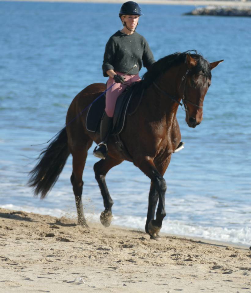 Cavalla PRE Andaluso In vendita 2021 Baio scuro ,  Kefren Cen