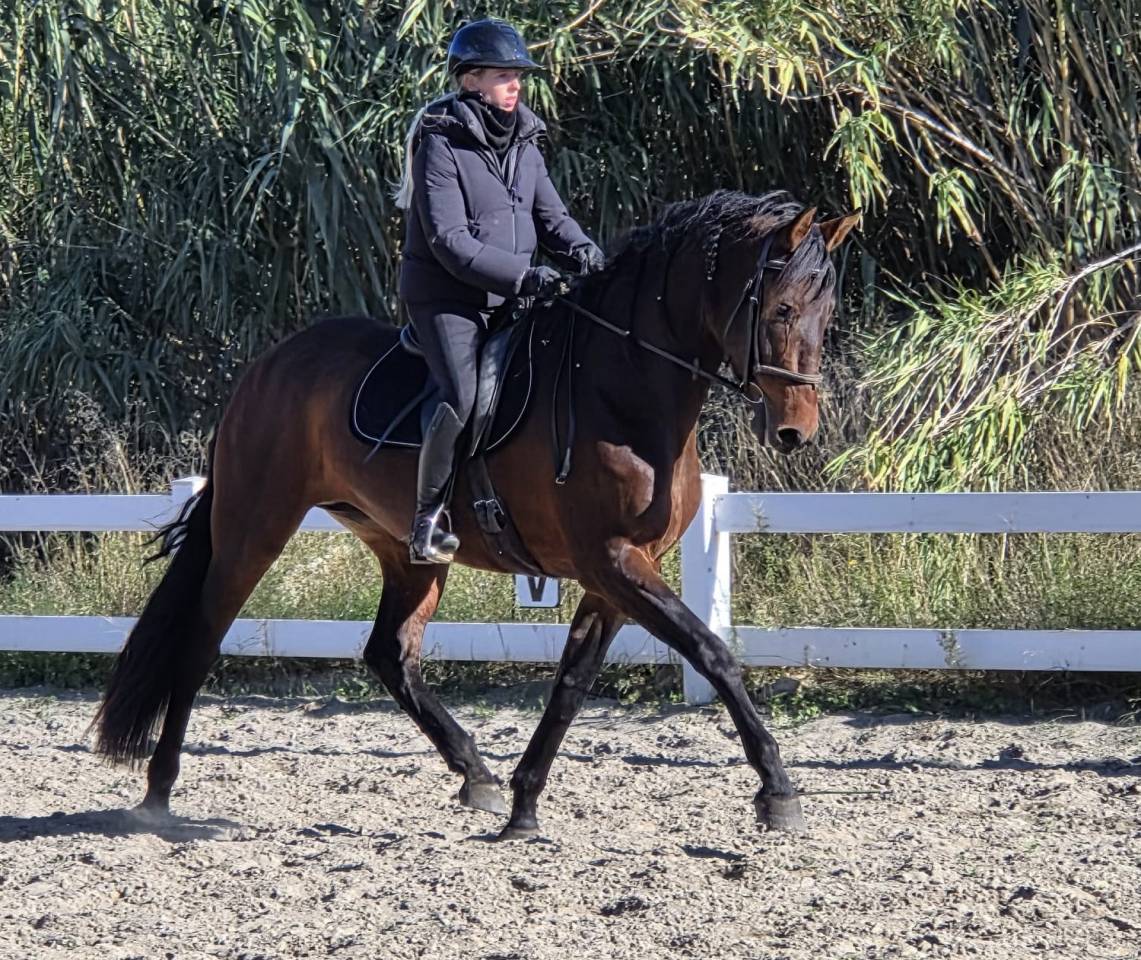 Cavalla PRE Andaluso In vendita 2021 Baio scuro ,  Kefren Cen