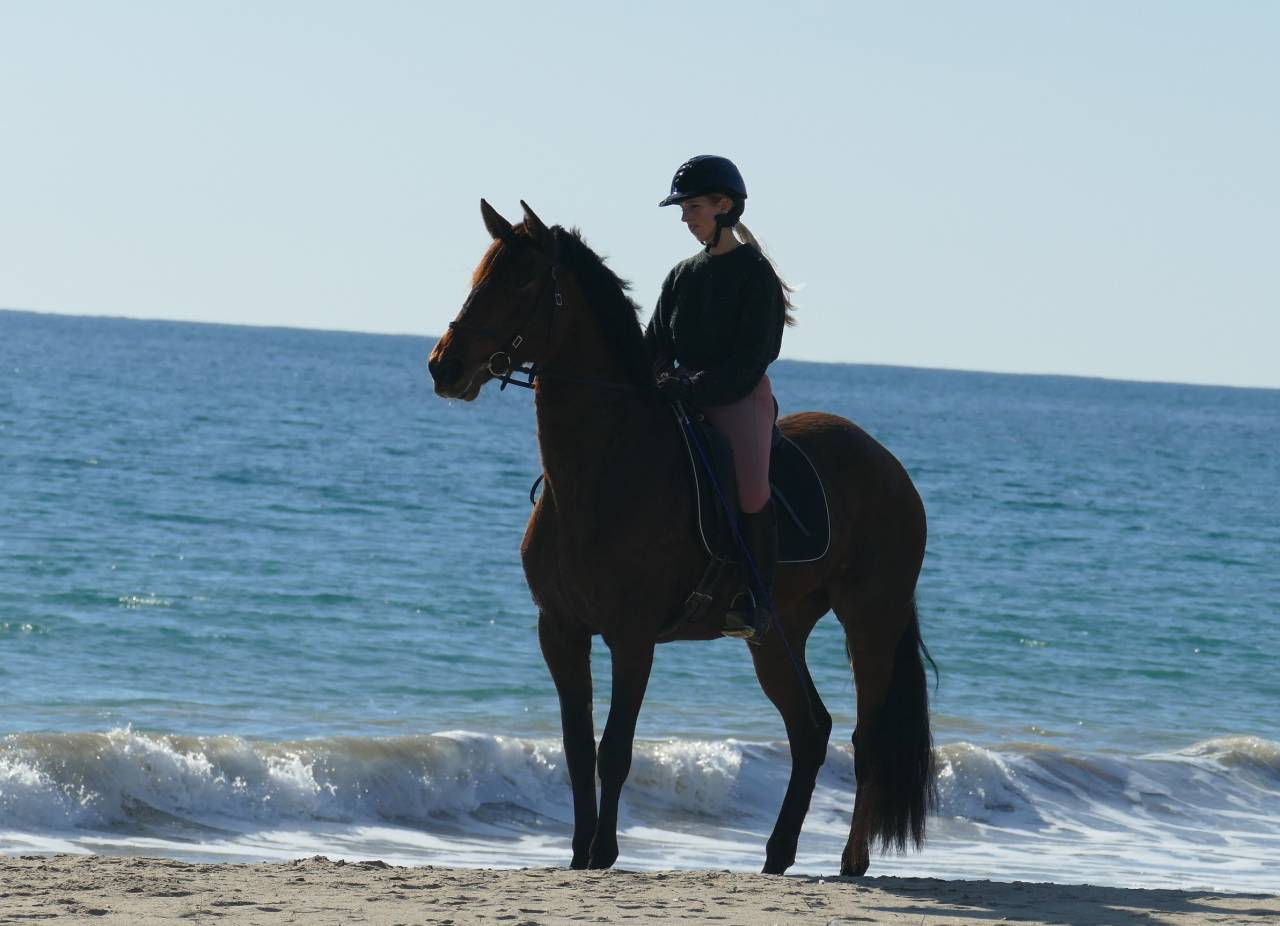 Cavalla PRE Andaluso In vendita 2021 Baio scuro ,  Kefren Cen