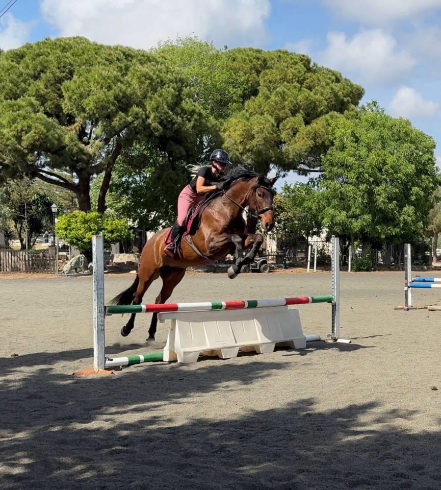 Cavalla PRE Andaluso In vendita 2021 Baio scuro ,  Kefren Cen