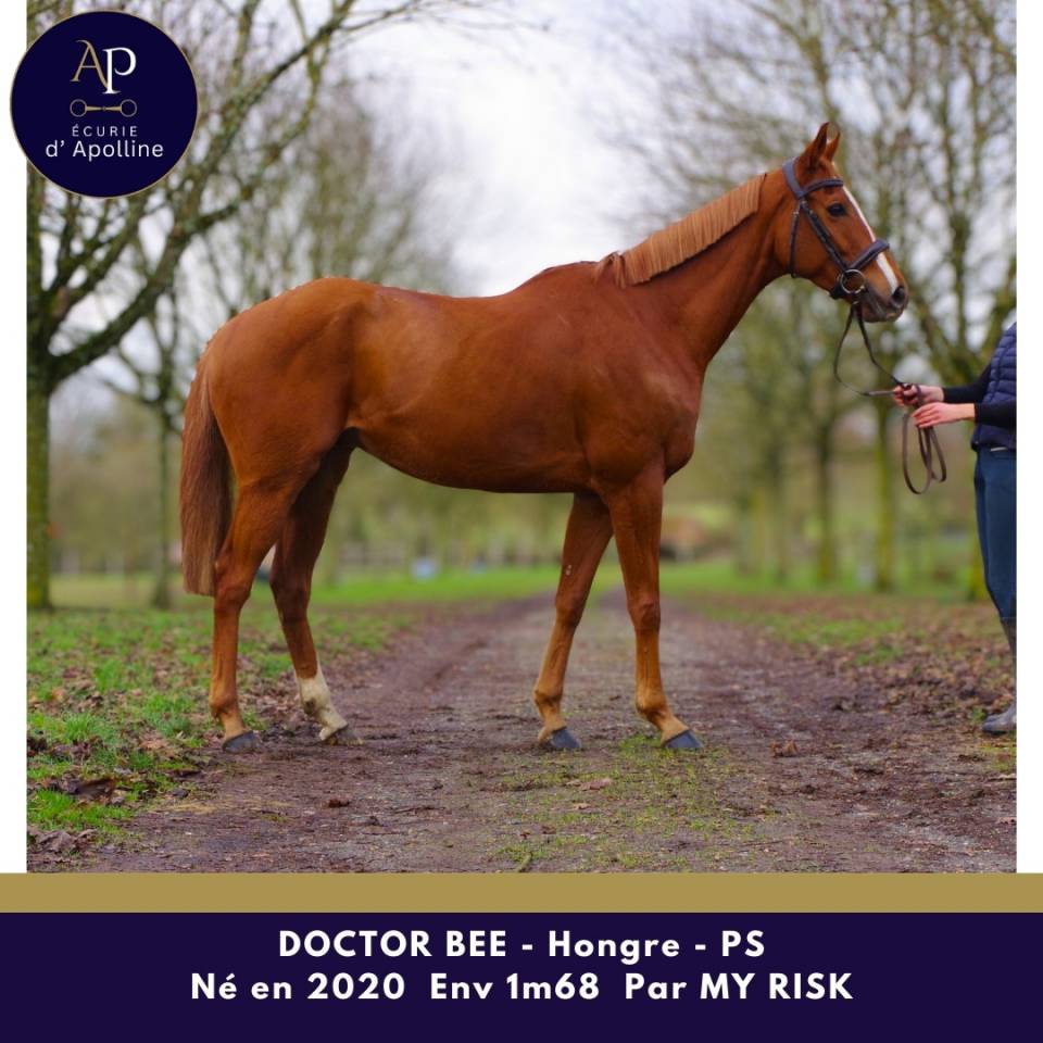 Castrone Purosangue In vendita 2020 Sauro