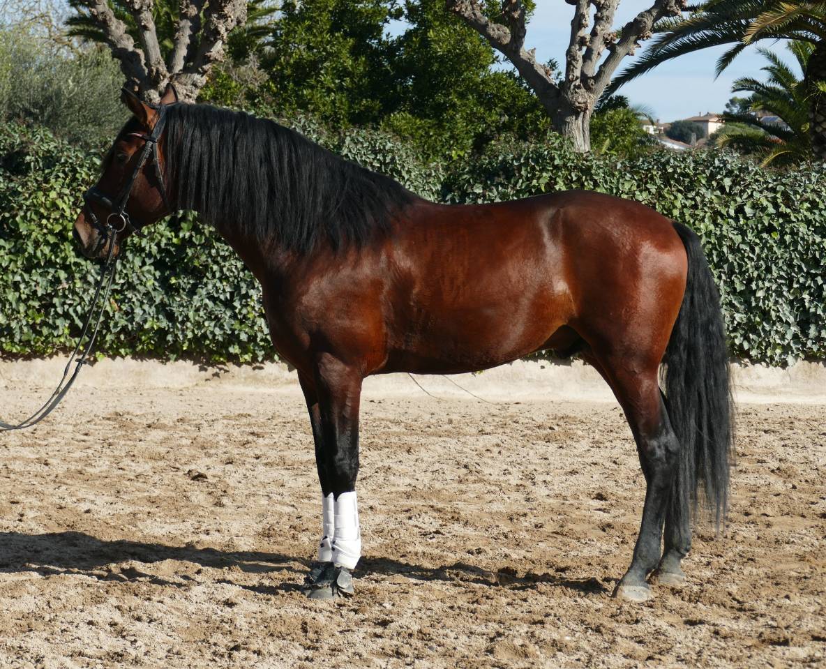 Intero PRE Andaluso In vendita 2021 Baio