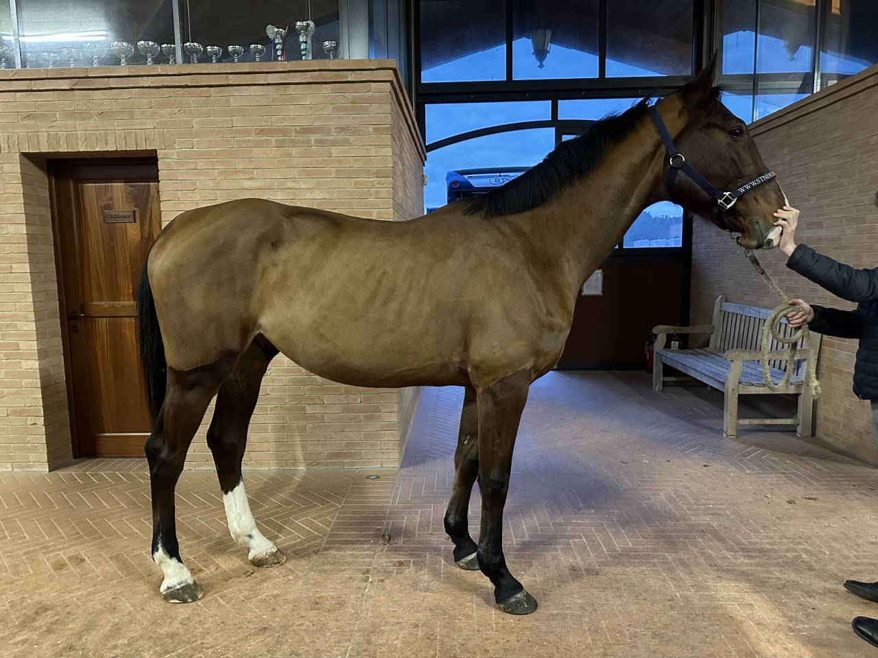 Top 4 anni da salto ostacoli