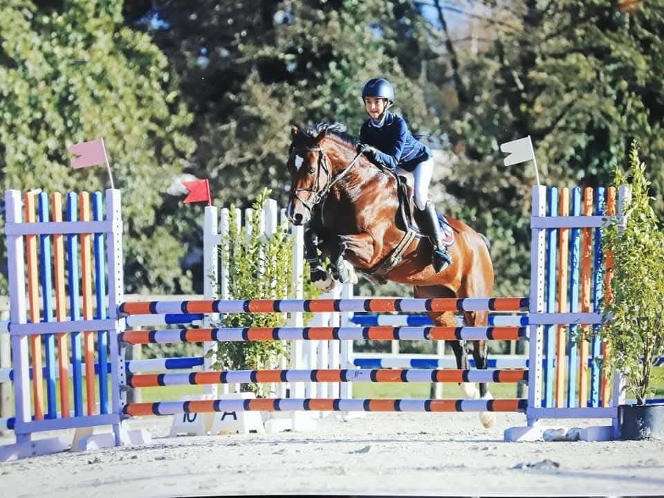 Castrone Welsh Part Bred In vendita 2025 Baio