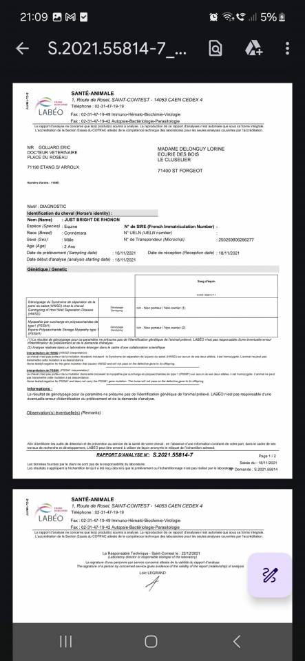 Castrone Welsh Part Bred In vendita 2025 Baio