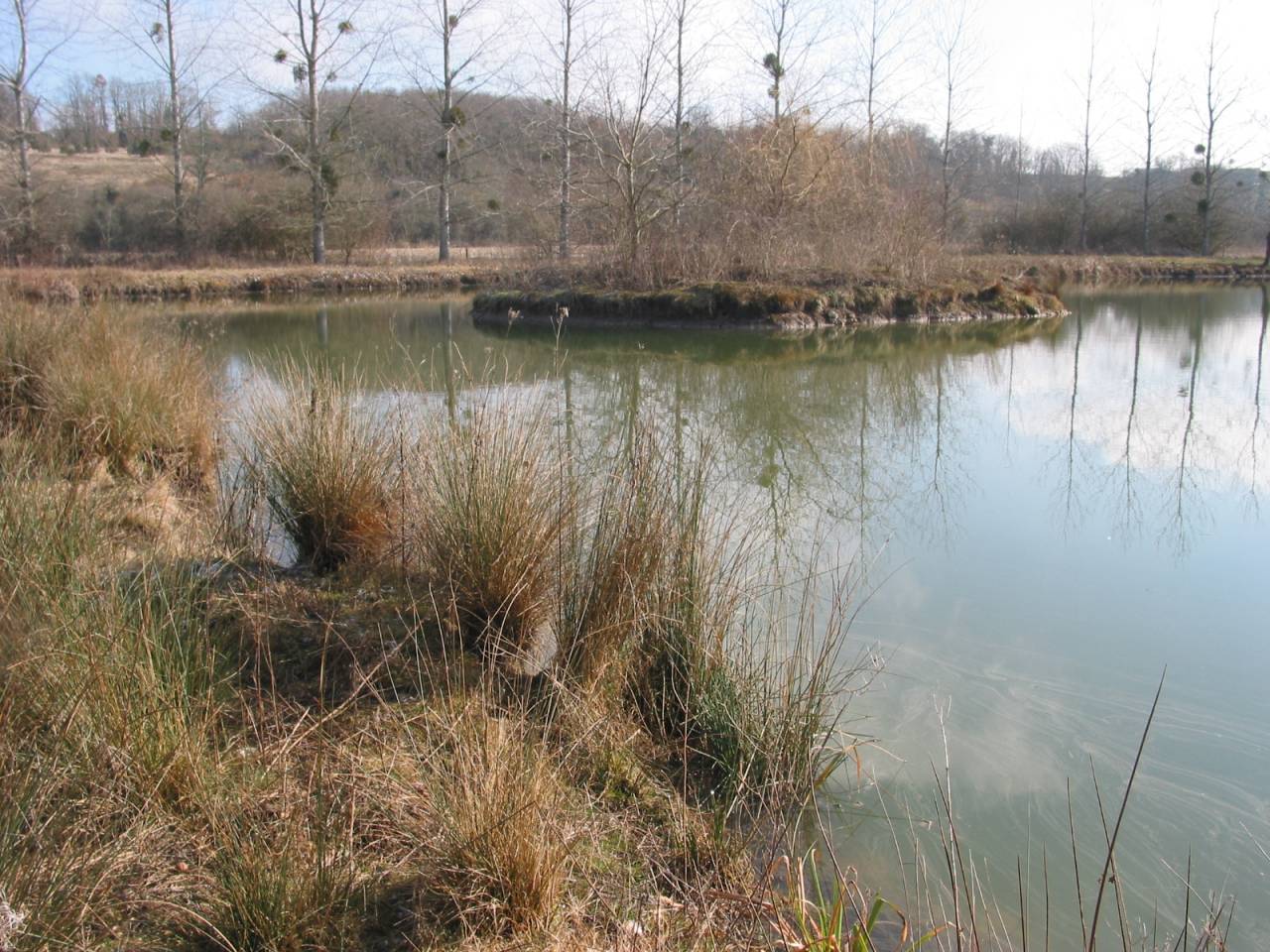 Bella dimora equestre In vendita Charente