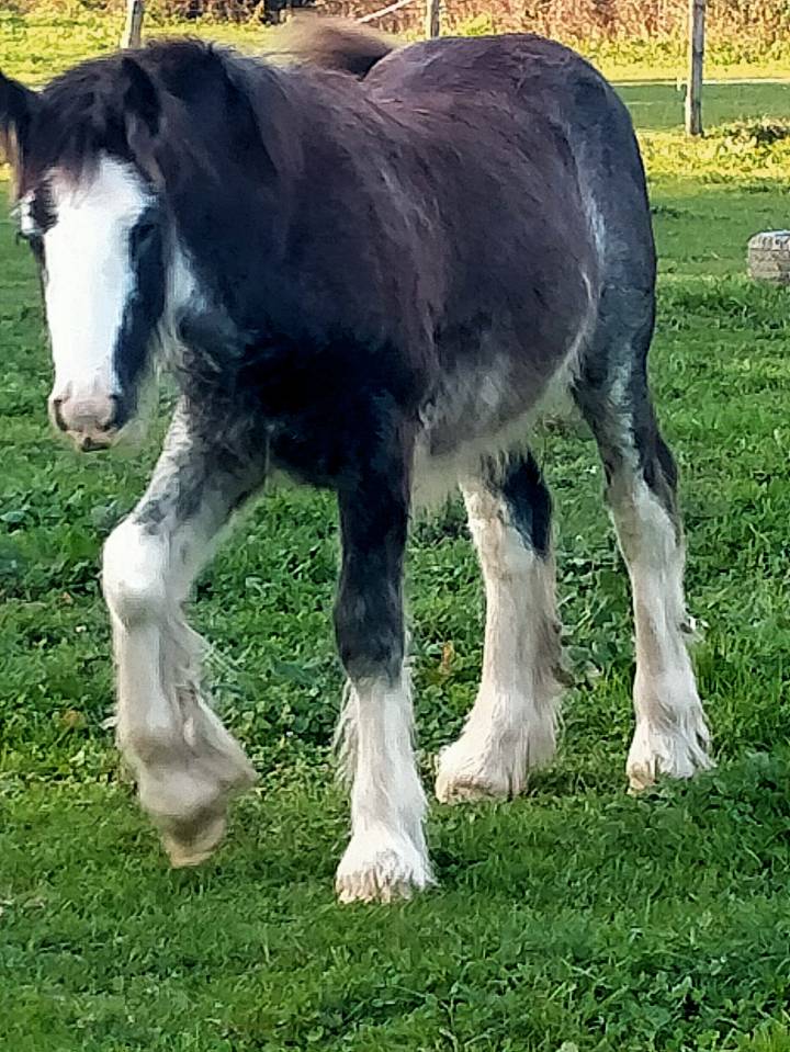 Puledra Gypsy Cob In vendita 2025 Sabino