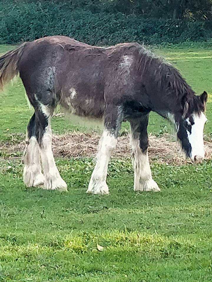 Puledra Gypsy Cob In vendita 2025 Sabino