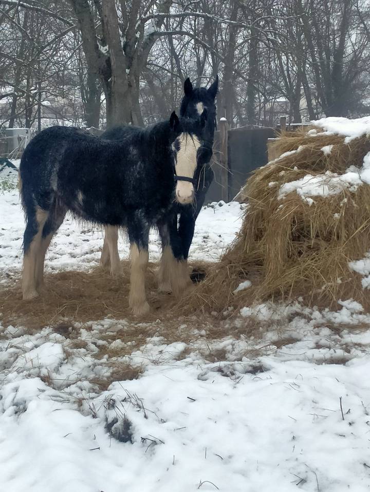 Puledra Gypsy Cob In vendita 2025 Sabino