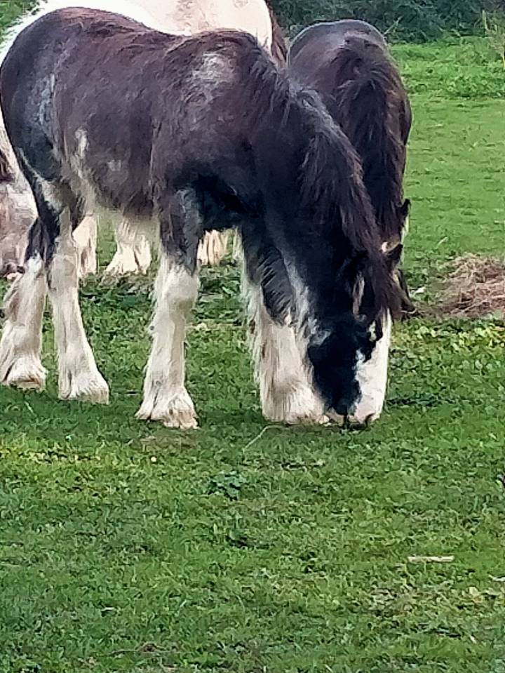 Puledra Gypsy Cob In vendita 2025 Sabino