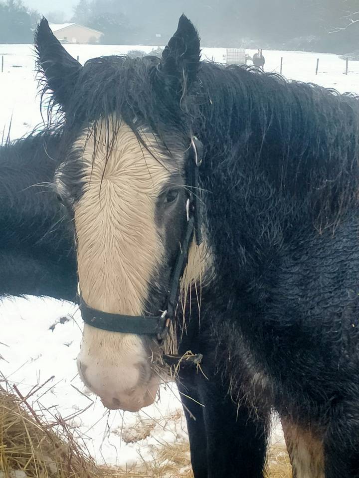 Puledra Gypsy Cob In vendita 2025 Sabino