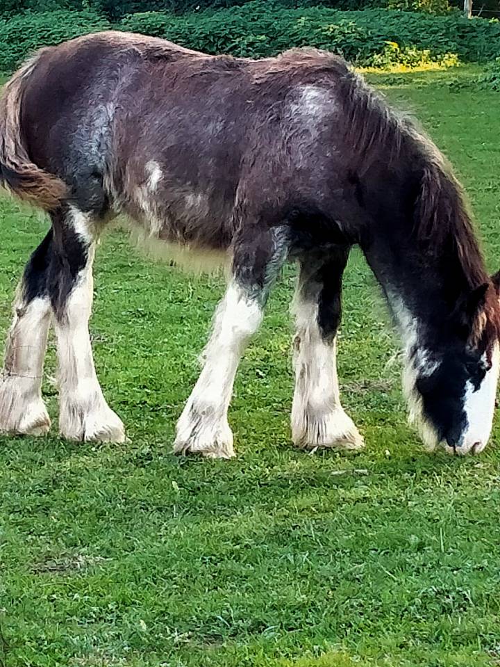 Puledra Gypsy Cob In vendita 2025 Sabino