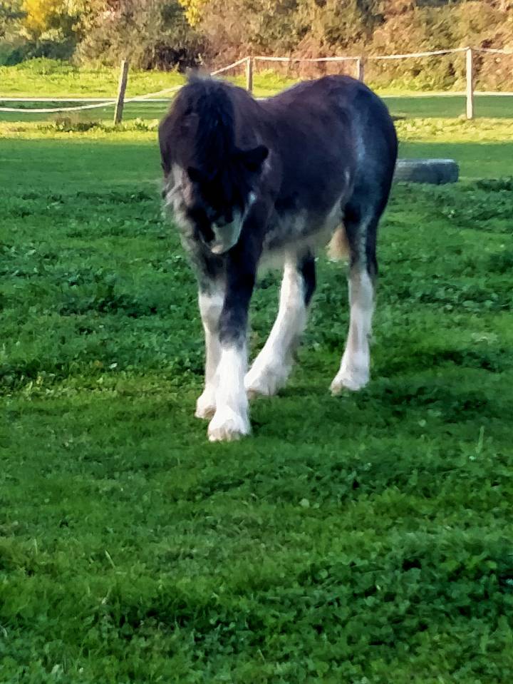 Puledra Gypsy Cob In vendita 2025 Sabino
