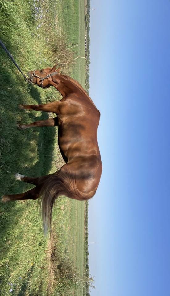 Vendita cavalla 2014