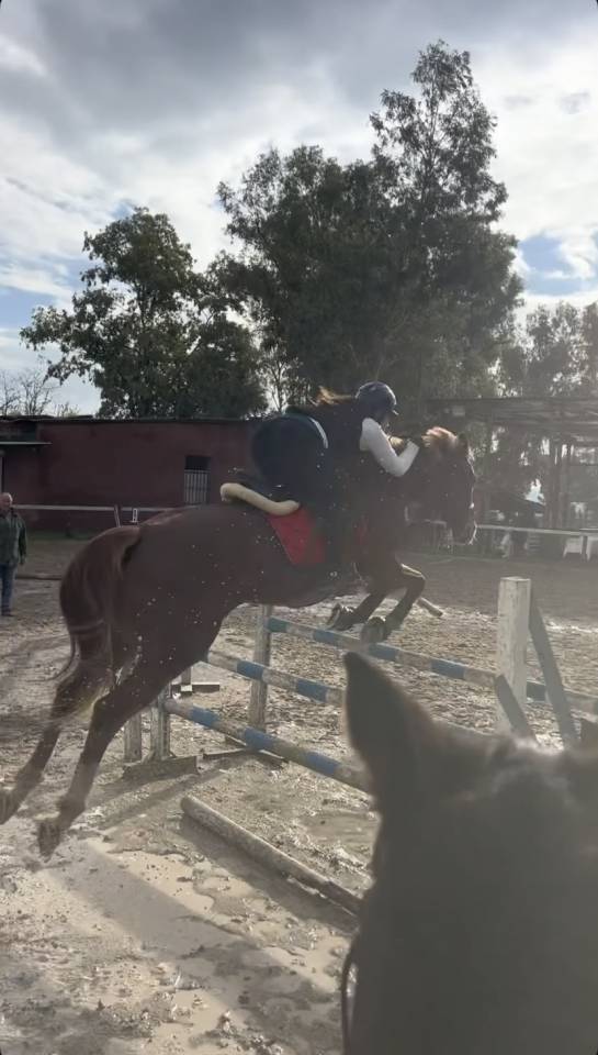 Vendita cavalla 2014