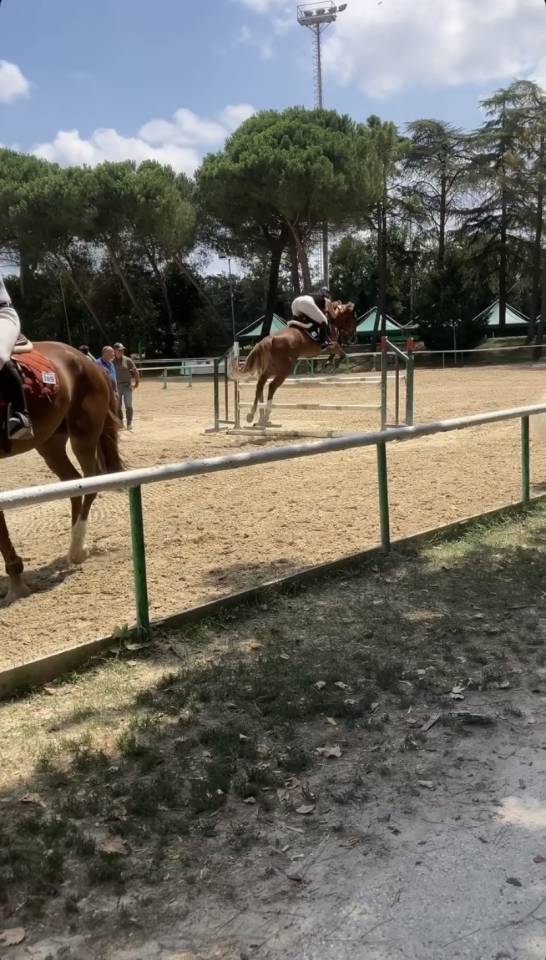 Vendita cavalla 2014