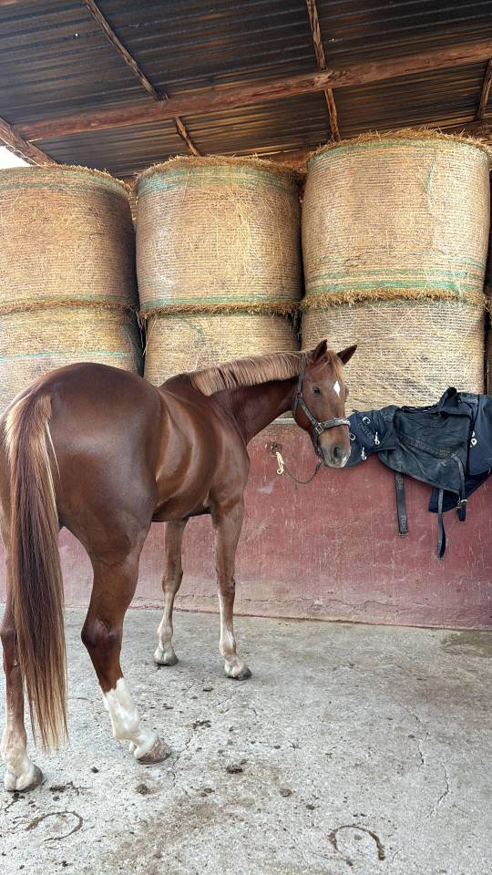 Vendita cavalla 2014