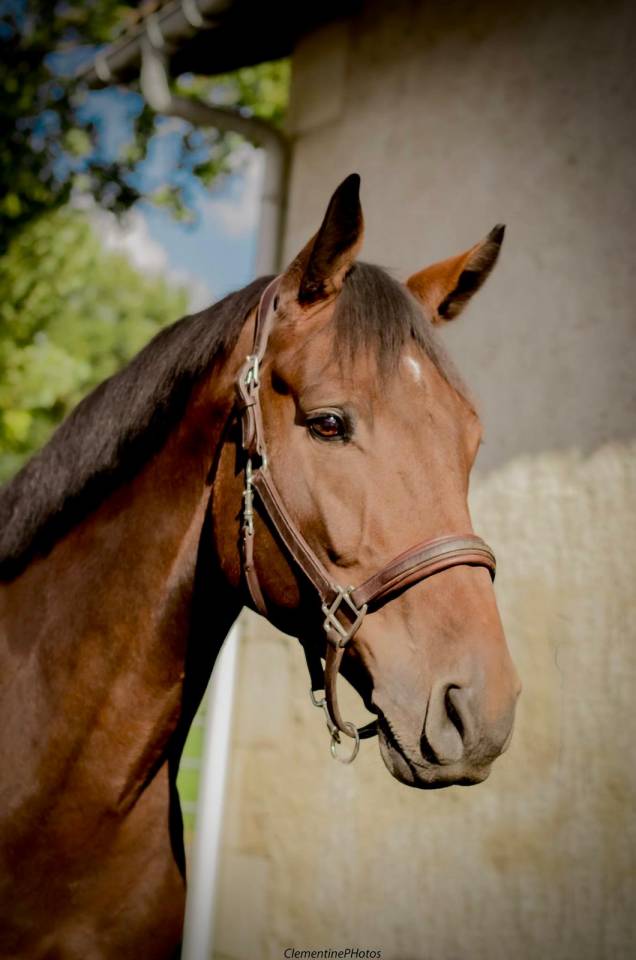 Castrone Holsteiner In vendita 2018 Baio ,  CANTURANO (DEU)